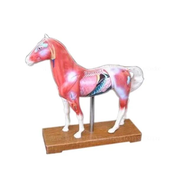 Acupuntura Animal Cavalo Esqueleto Anatomico Modelo Buy Modelo De Esqueleto Do Cavalo Animal Modelo Anatomico O Modelo De Acupuntura Product On Alibaba Com