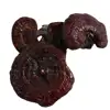 Clean new dried ganoderma boninense for protect liver function