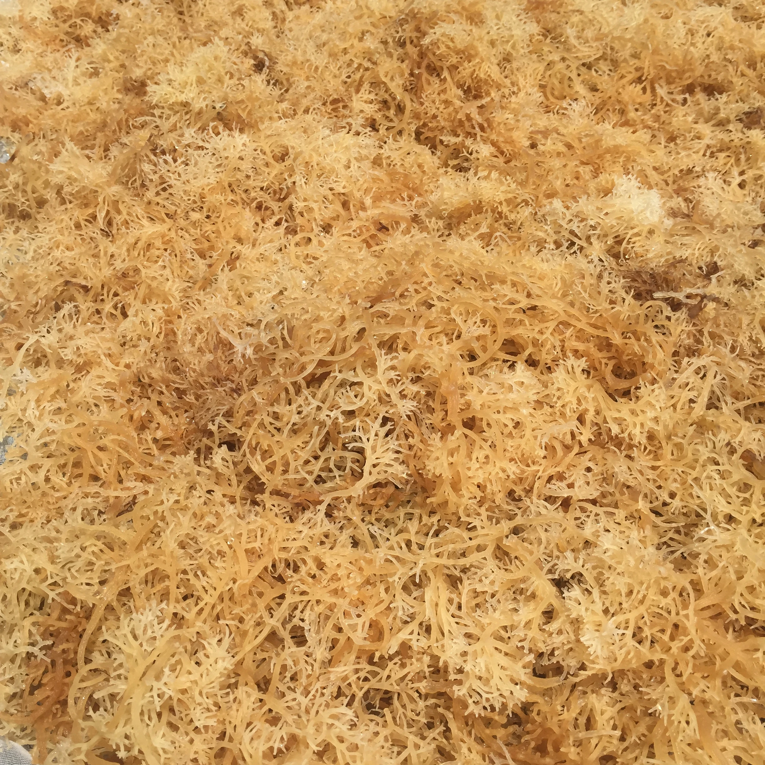 
food grade agar agar powder 