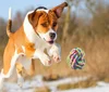 Dog Colorful Woven Cotton Rope Chew Toy Interactive Jolly Balls Small Medium Large Dogs Cats Nuts for Knots Ball Great for Pets