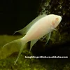 Fancy Neolamprologus brichardi albino Fish