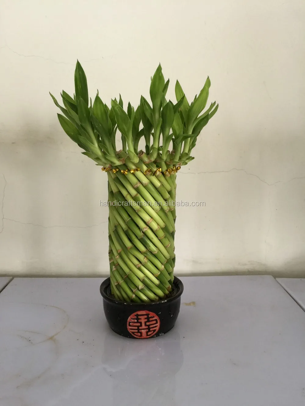 
Farm price dracaena sanderiana indoor live aquatic potted plants Chinese Fengshui wheel lucky bamboo 