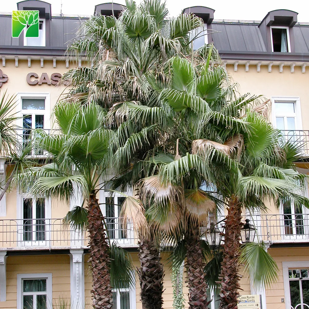 
Farm price 65cm crown diameter evergreen Washingtonia filifera perennial fresh plant 