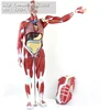 ENOVO/ Muscle, Natural Size full body Organ, 170cm, Plastic Human Body Muscle Teaching Anatomical Model 12024