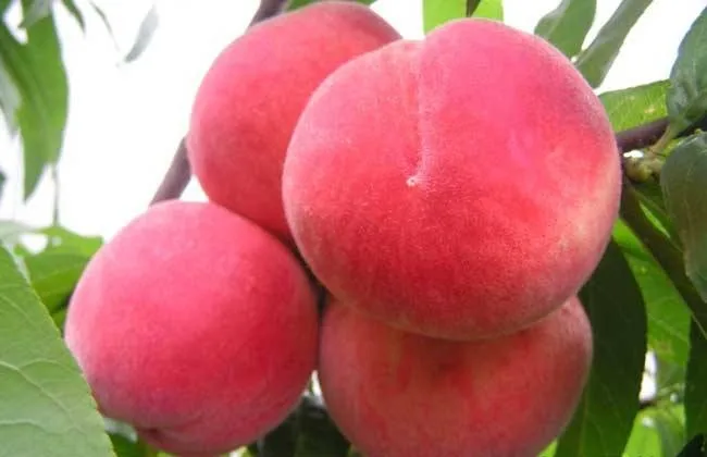 100% natural instant dried fruit powder sweet honey peach fruit