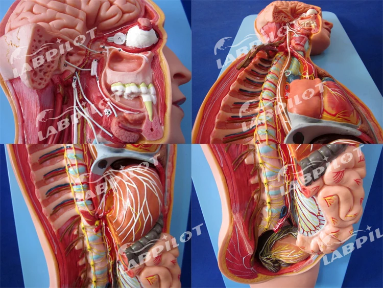Modelo De Sistema Nervioso Automático Anatómico Humano,Modelo De Torso Y  Órganos - Buy Modelo De Torso De Anatomía Humana,Modelo De Sistema Nervioso  Humano,Modelo De Órgano De Anatomía Humana Product on 