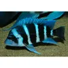 High Quality Blue Zaire Aquarium Fish For Sale