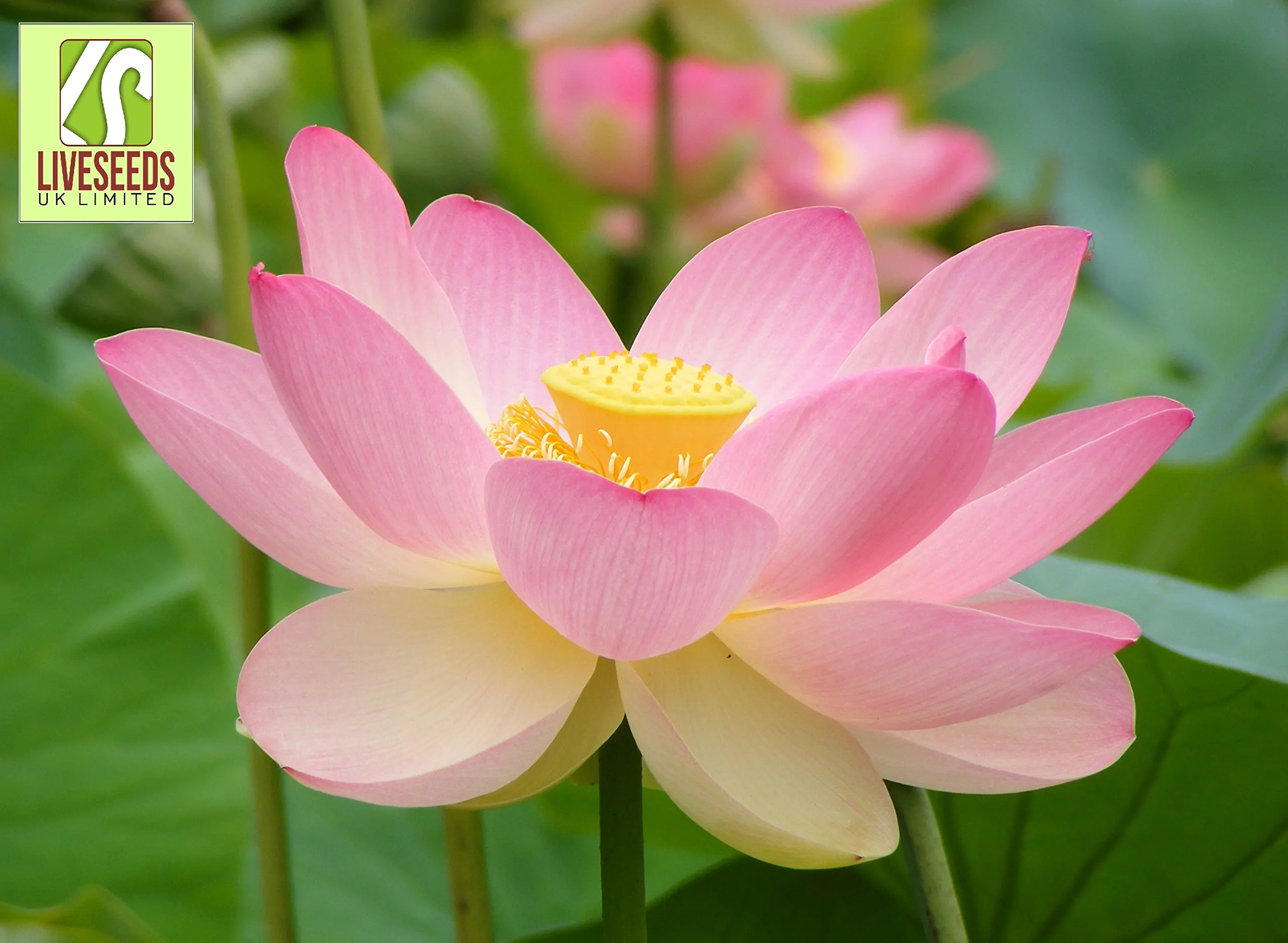 Nelumbo Nucifera Lotus pink Liveseeds Water Plant 5 fresh seeds