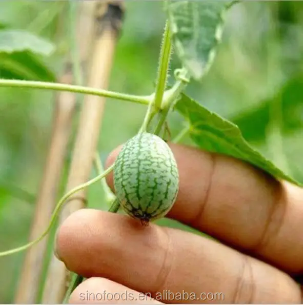 Mini Watermelon Cucamelon Seeds Fruit Plant for Home Garden Yard Decoration
