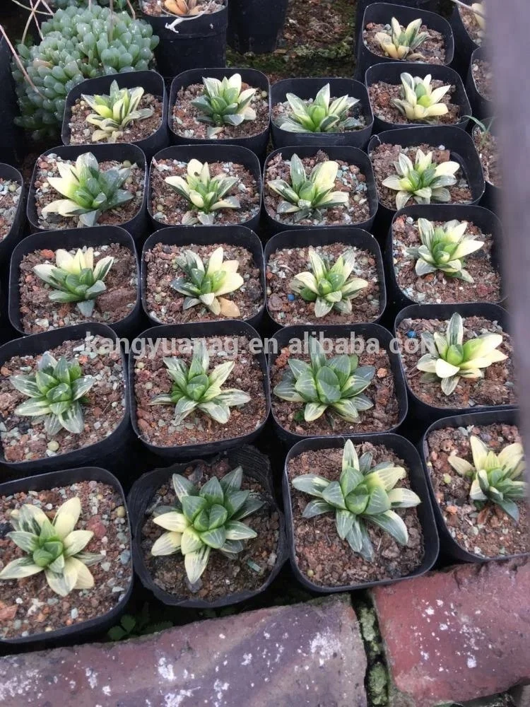 
Variegated Haworthia heidelbergensis 