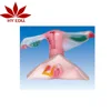 Human anatomy Organ model and female internal and external genital organs