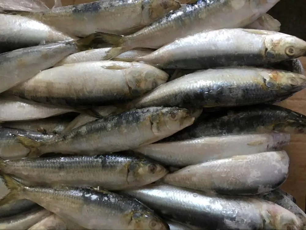 Wholesale Bulk Best Titus Sardines Buy Titus Sardines,Sardine Fish