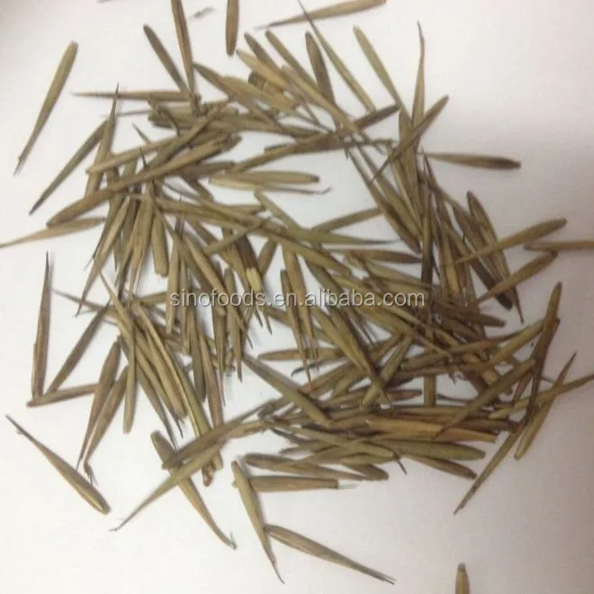 bamboo seed.jpg