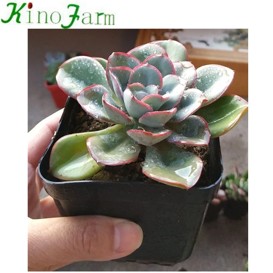 
Live Succulent Plant 