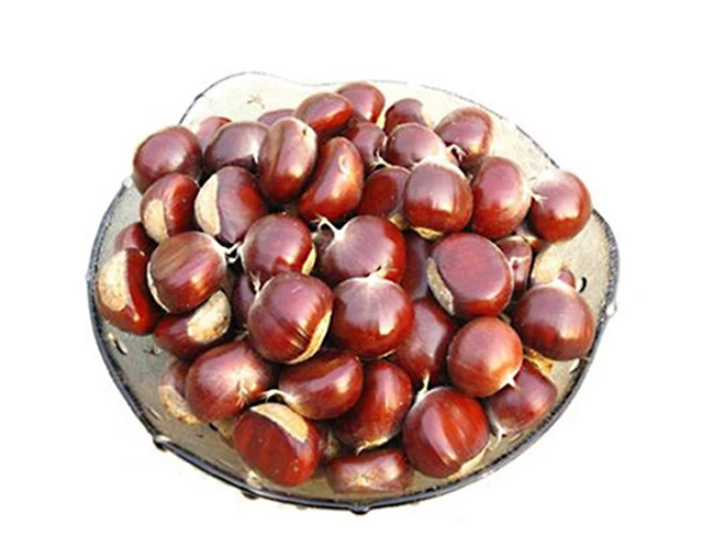 Top quality wholesale chestnut prices chestnut seeds