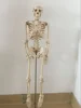 GD/A11101/3 General Doctor Medical Science Body Parts 85CM Tall Bone Skeleton