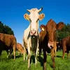 cattle feeds feeding additives breading fodder