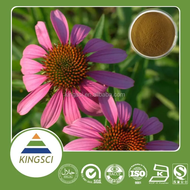 
Echinacea plant extract organic echinacea extract echinacea herb p.e. 2%~7%HPLC/UV 
