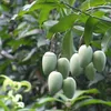 Tropics Fruit Tree Mango Trees for Sale