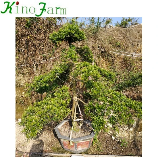 
Landscaping Podocarpus Bonsai Tree 