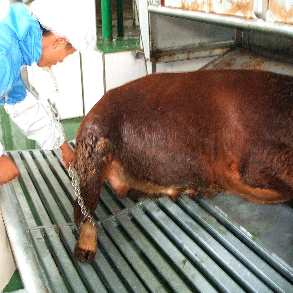 Muslim Cattle Head Fixed Pneumatic Reversed Halal Slaughter Box