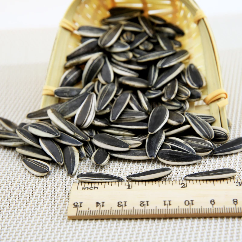 
export egypt long type black sunflower seeds from Inner Mongolia China 