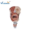Medical taeching plastic enlarge Nose ,mouth,pharynx larynx anatomical model