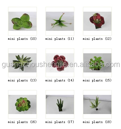 Chy0409人工植物の販売多肉植物熱帯植物人工砂漠植物 Buy 多肉植物植物熱帯植物 人工砂漠植物 販売人工植物 Product On Alibaba Com