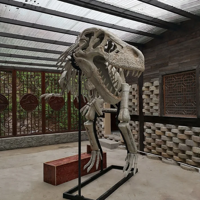 life size dinosaur skeleton replicas for sale