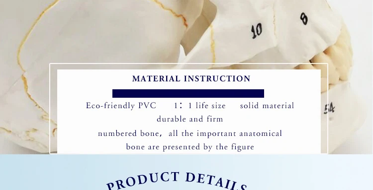 6 anatomical skull model.jpg