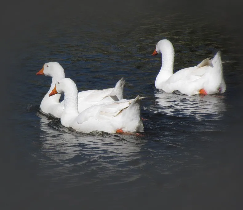 grade a 80/20 grey natural duck down duck down fiber big duck
