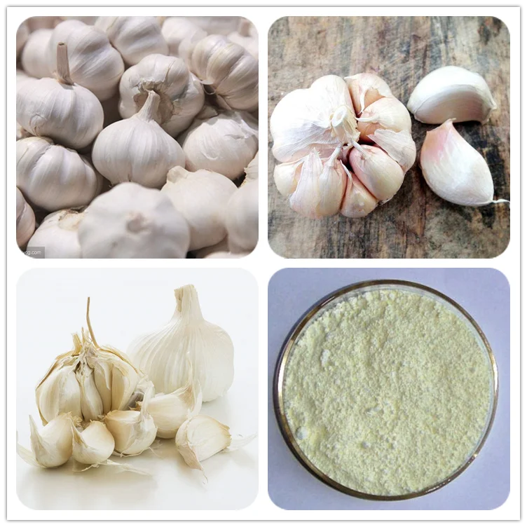 Garlic Supplement Organic Pure Natural Allicin Powder Bulk Extract