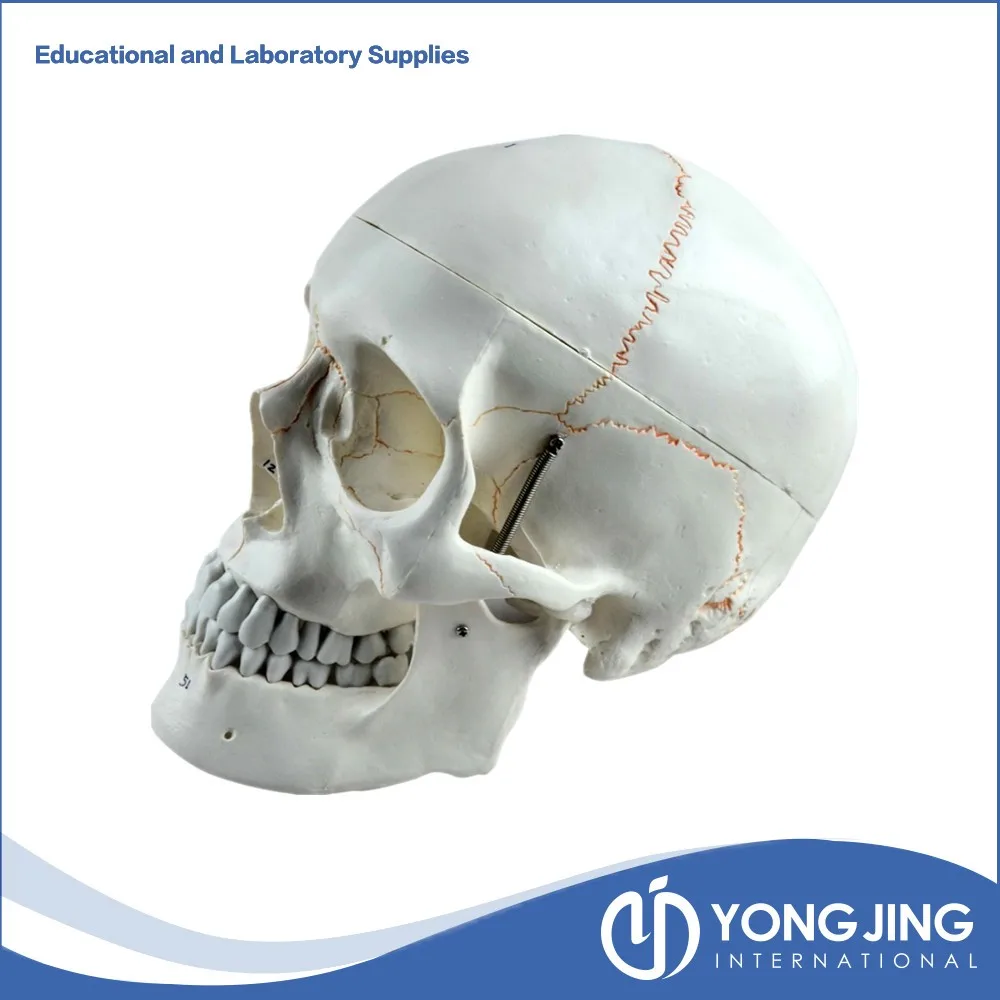 Life size Plastic Human skull for sale.jpg