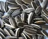 /product-detail/chinese-sunflower-seeds-on-sale-60342821490.html