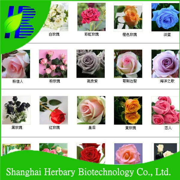 
Shanghai Herbary Supply All colors of rose seeds 