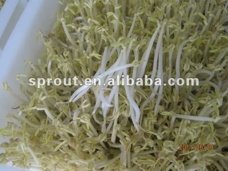 
Automatic Bean Sprout Machine With CE 