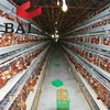 120 birds /cage poultry eggs chicken layer battery cages