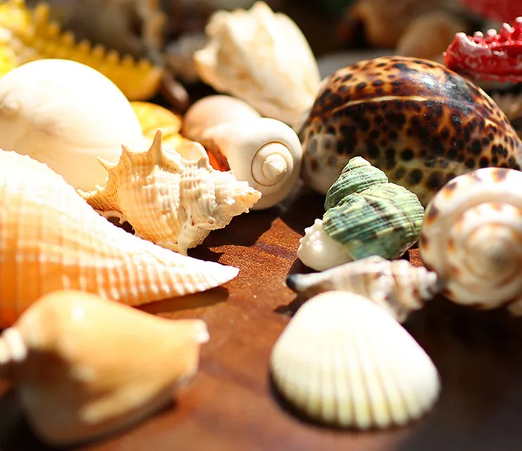 Download Decoracoes do partido diy praia For Android Free