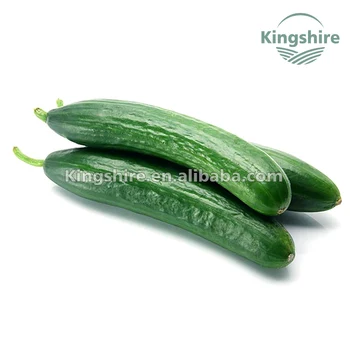 Parthenocarpicハイブリッドキュウリ種子 Buy グリーンキュウリ種子f1 ハイブリッド野菜種子 ベイトアルファキュウリ Product On Alibaba Com