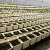 Hot sale dutch bucket hydroponics greenhouse