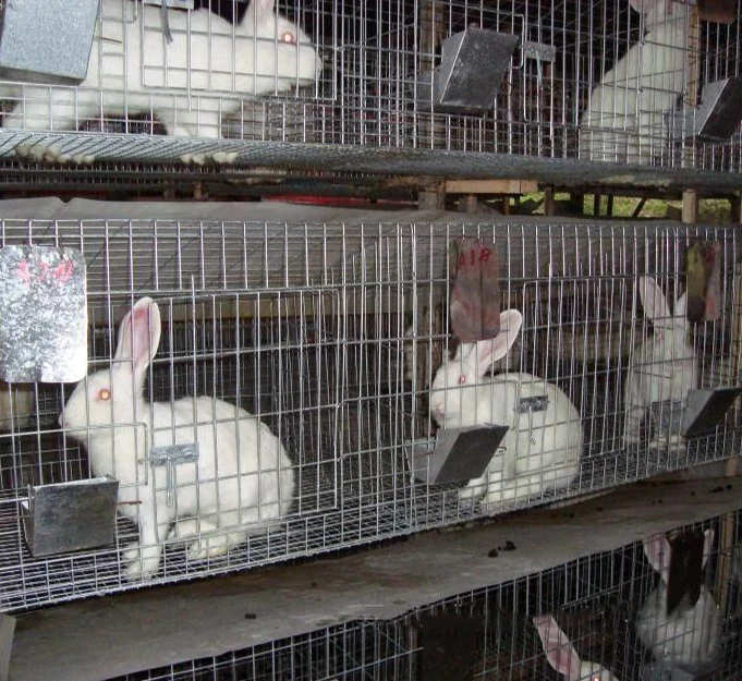 Welded Wire Mesh Mink Breeding Cage Metal Quail Cage For Sale Buy