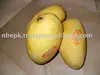 White Chaunsa Mango from Pakistan / Chaunsa Mango / Fresh Mango