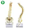 Medium-sized vertical spine with intervertebral disc pelvic bone half femur with vertical square plastic seat
