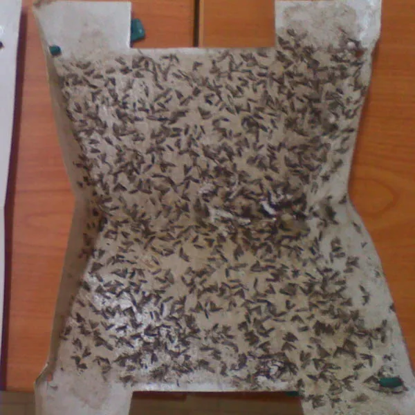 Diamond back moth.jpg