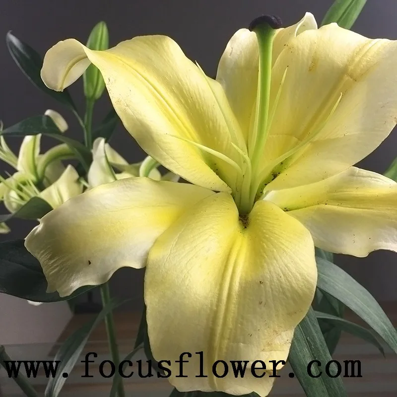 lily flower4 (2)_.jpg