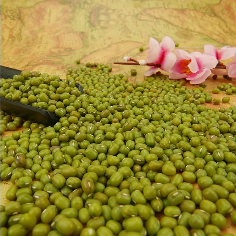 
High Sprouting Rate SMALL Green mung beans For Sale 