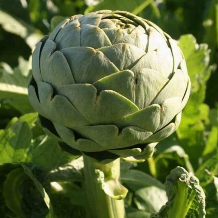 100 Natural Artichoke Leaf Extract Powder To Protect Liver Cell Buy