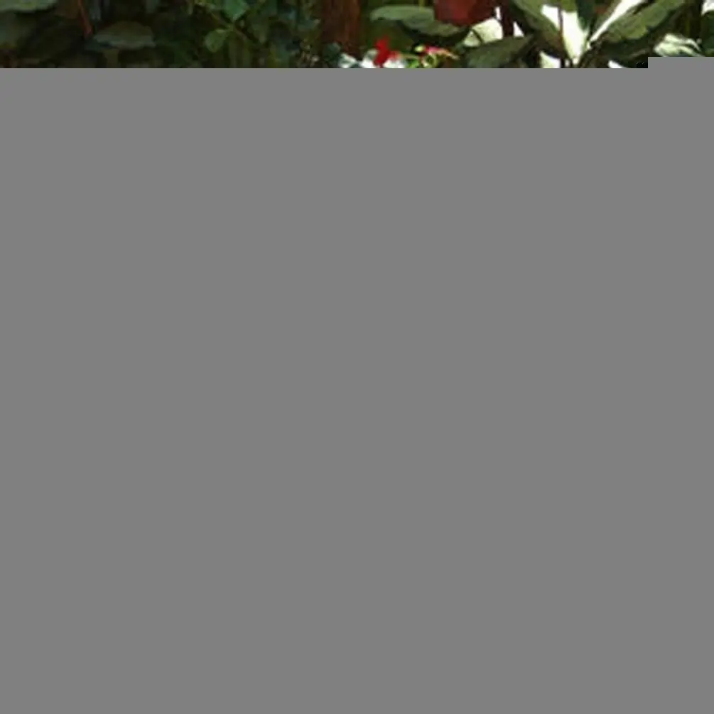 Party Decorations Tropical Luau Decoration Real Raffia Deck Fringe