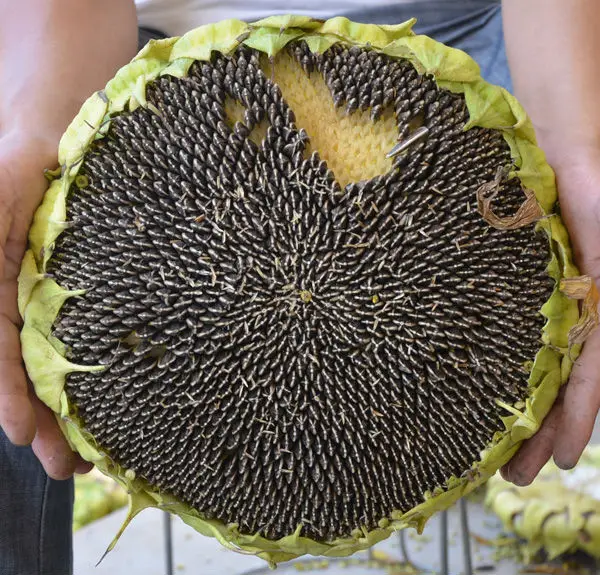 Image result for sunflower seeds