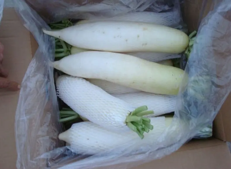 
chinese fresh white radish price 